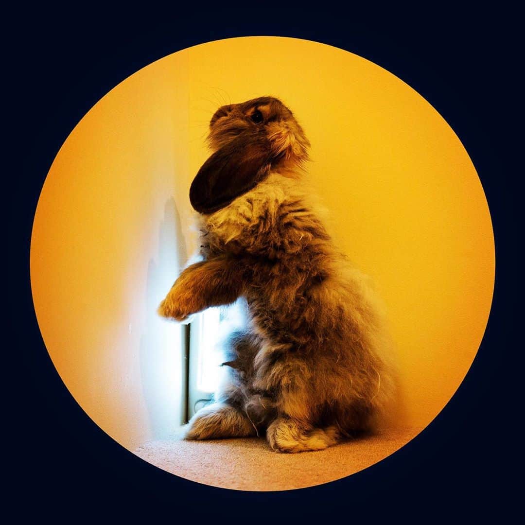 アメリカ大使館さんのインスタグラム写真 - (アメリカ大使館Instagram)「今日は十五夜🌝(中秋の名月) 🇯🇵は全国的に曇りや雨の予報なので、ちょっと月を観るのは難しいのかな！？　みえたらいいな✨ . #usa #america #studyabroad #october #moon #bunny #rabbit #autumn #アメリカ #留学 #中秋の名月 #十五夜 #うさぎ #月 #お月様 #10月 #月餅 #カスタードパイ #かわいい #ペット#fullmoon #満月 #長い耳 #モフモフ」10月1日 17時14分 - usembassytokyo