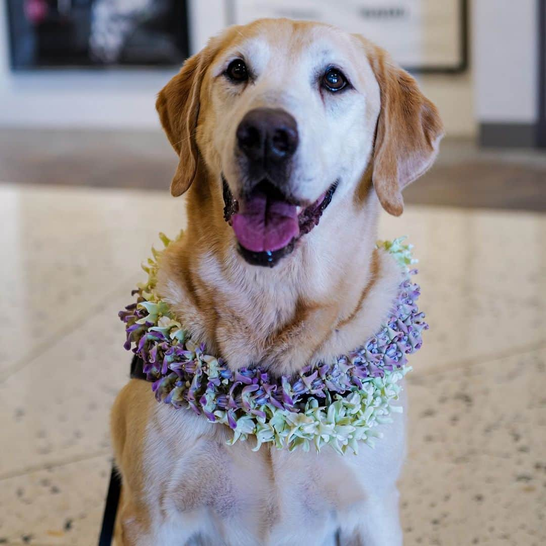 アメリカ運輸保安局さんのインスタグラム写真 - (アメリカ運輸保安局Instagram)「This hard-working TSA K9 certainly takes the cake! After 6 years as a Passenger Screening Canine at Daniel K. Inouye International Airport (HNL), King officially retired! ⠀ A 10-year old yellow lab, King has worked at HNL for the past six years with his handler Lance. King certainly has earned his retirement! Trained to detect explosives, King has provided an additional layer of security for the people of Hawaii and countless number of tourists who have departed the airport over the years. ⠀ King and his handler have traveled to the mainland to support high profile events including a Presidential Inauguration, Super Bowl 50 and the 2018 @NCAA @FinalFour. They have also worked at multiple @NFL Pro Bowls and the @Honolulumarathon. King regularly trained with the @HonoluluPD and the @DeptofDefense ’s explosive canines teams from the @USArmy, @USNavy, @USAirForce and @Marines in special joint venues. ⠀ In retirement, King will live at home with his handler and have more time to enjoy swimming at the beach, sleeping on the couch and undertake his favorite pastime... eating. Head over to our stories to learn more about King and send him off into retirement! ⠀ 📷: @kai_wnobrigs ⠀ #K9 #TSAK9 #workingdogsofig #workingk9 #labsofinstagram #Labradorretriever #tsa #workingdog #dogsofig #retirement #cake #cakelover」10月2日 4時07分 - tsa