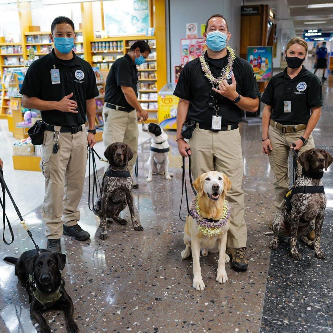 アメリカ運輸保安局さんのインスタグラム写真 - (アメリカ運輸保安局Instagram)「This hard-working TSA K9 certainly takes the cake! After 6 years as a Passenger Screening Canine at Daniel K. Inouye International Airport (HNL), King officially retired! ⠀ A 10-year old yellow lab, King has worked at HNL for the past six years with his handler Lance. King certainly has earned his retirement! Trained to detect explosives, King has provided an additional layer of security for the people of Hawaii and countless number of tourists who have departed the airport over the years. ⠀ King and his handler have traveled to the mainland to support high profile events including a Presidential Inauguration, Super Bowl 50 and the 2018 @NCAA @FinalFour. They have also worked at multiple @NFL Pro Bowls and the @Honolulumarathon. King regularly trained with the @HonoluluPD and the @DeptofDefense ’s explosive canines teams from the @USArmy, @USNavy, @USAirForce and @Marines in special joint venues. ⠀ In retirement, King will live at home with his handler and have more time to enjoy swimming at the beach, sleeping on the couch and undertake his favorite pastime... eating. Head over to our stories to learn more about King and send him off into retirement! ⠀ 📷: @kai_wnobrigs ⠀ #K9 #TSAK9 #workingdogsofig #workingk9 #labsofinstagram #Labradorretriever #tsa #workingdog #dogsofig #retirement #cake #cakelover」10月2日 4時07分 - tsa