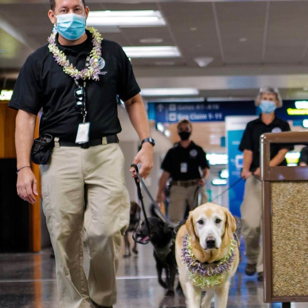 アメリカ運輸保安局さんのインスタグラム写真 - (アメリカ運輸保安局Instagram)「This hard-working TSA K9 certainly takes the cake! After 6 years as a Passenger Screening Canine at Daniel K. Inouye International Airport (HNL), King officially retired! ⠀ A 10-year old yellow lab, King has worked at HNL for the past six years with his handler Lance. King certainly has earned his retirement! Trained to detect explosives, King has provided an additional layer of security for the people of Hawaii and countless number of tourists who have departed the airport over the years. ⠀ King and his handler have traveled to the mainland to support high profile events including a Presidential Inauguration, Super Bowl 50 and the 2018 @NCAA @FinalFour. They have also worked at multiple @NFL Pro Bowls and the @Honolulumarathon. King regularly trained with the @HonoluluPD and the @DeptofDefense ’s explosive canines teams from the @USArmy, @USNavy, @USAirForce and @Marines in special joint venues. ⠀ In retirement, King will live at home with his handler and have more time to enjoy swimming at the beach, sleeping on the couch and undertake his favorite pastime... eating. Head over to our stories to learn more about King and send him off into retirement! ⠀ 📷: @kai_wnobrigs ⠀ #K9 #TSAK9 #workingdogsofig #workingk9 #labsofinstagram #Labradorretriever #tsa #workingdog #dogsofig #retirement #cake #cakelover」10月2日 4時07分 - tsa