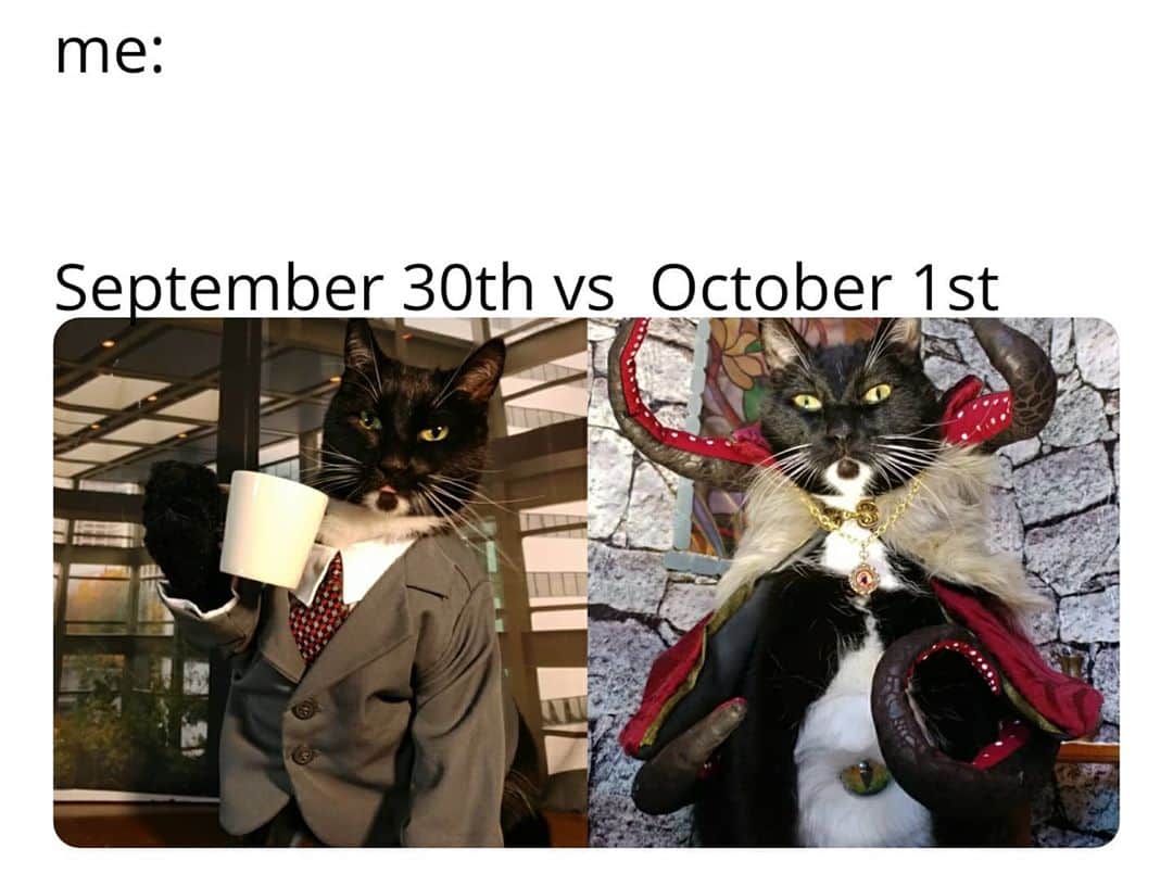 猫コスプレさんのインスタグラム写真 - (猫コスプレInstagram)「It's Halloween for the next 31 days and you can't tell us any differently. (It's been a rough year, let us have this)  #HappyHalloween #October #October1st . . . . . . . #meme #memes #cat #catcostume #catsinclothes #catsofinstagram #catstagram #petclothes #PetCostume #halloween #halloweenseason #halloweenideas #armor #catarmor #catcosplay #cats #spookycats #spoopy #spoopyseason」10月2日 3時03分 - cat_cosplay