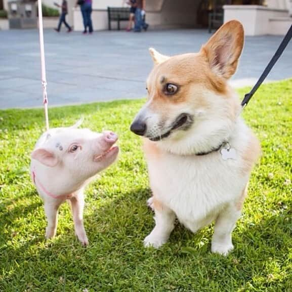 Hamletさんのインスタグラム写真 - (HamletInstagram)「Unlikely friends 🐶💕🐷#ThrowbackThursday @aquacorg」10月2日 3時34分 - hamlet_the_piggy