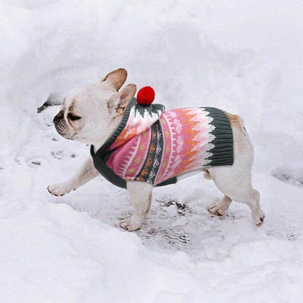 French Bulldogさんのインスタグラム写真 - (French BulldogInstagram)「The Vibrant Hooded French Bulldog Sweater by @frenchie.world will add a designer touch to your chilly day! ☃️❄ . . . . . #frenchbulldog #frenchbulldogsofinstagram #frenchbulldogs #frenchbulldogpuppy #frenchbulldoglove #afrenchbulldog #frenchbulldoglovers #frenchbulldogcrew #frenchbulldogeurope #frenchiefansunited #frenchie #frenchielove #frenchiegram #afrenchieaday #frenchieoftheday #frenchielife #frenchiephotos #frenchiefanatics #ilovemyfrenchie #frenchiesoverload #squishyfacecrewbulldog #frenchielover #adogslife #doglover #dogsofinstagram #frenchies #frenchielife #instafrenchie」10月2日 4時00分 - frenchie.world
