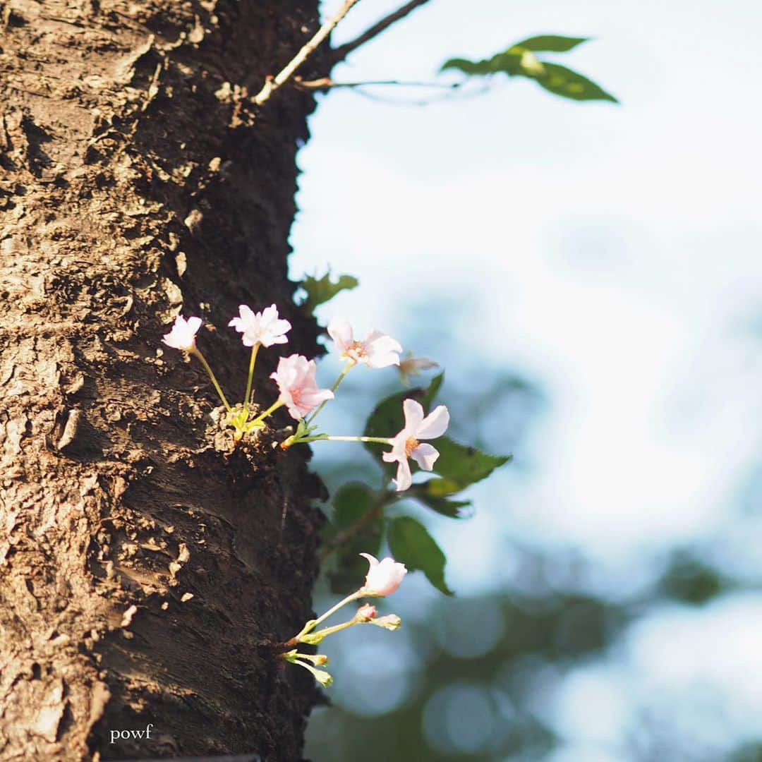 anemone_69のインスタグラム：「. Hello October. . #ジュウガツザクラ #十月桜 #sakura #サクラ #桜 #cherryblossom . . 久々に花撮った。 あじさい以来。 . . .」