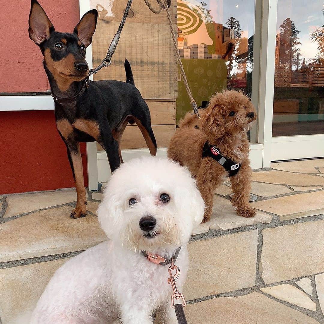 ハナマサのインスタグラム：「汚れまくりだけど楽しそうに歩いてた笑  #ドギーズアイランド　#犬のディズニー　#hanamasagram #葉っぱ犬」