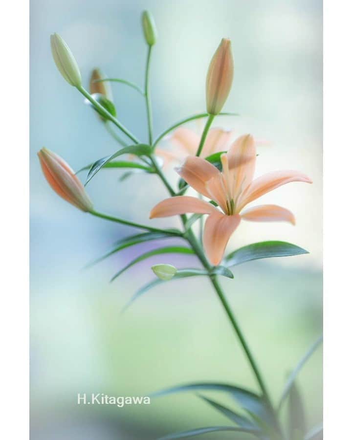 花の写真館のインスタグラム：「Photo by 北川仁美.⠀ .⠀ Original Post[投稿いただいたURL]⠀ https://www.facebook.com/photo.php?fbid=2340779859558827⠀ .⠀ 本アカウントは、 #私の花の写真 をつけてInstagramに投稿された皆さまの花の写真や、「花の写真館」Facebookページで投稿された花の写真を紹介します。⠀ 「花の写真館」Facebookページは、「 @floral.photograph 」のプロフィールにあるURLからご覧ください。⠀ .⠀ ※各自、政府、自治体など公的機関の指示に従った行動をお願いします。⠀⠀ 東京カメラ部および分室では、写真を「見る楽しみ」を提供することを通して、微力ながら皆様にわずかな時間でも癒しをお届けしたいと思っております。⠀ ※本アカウントは東京カメラ部がFacebook、Instagramのサービスを利用して運営しているもので、Facebook社・Instagramとは一切関係ありません。⠀ .⠀ #花の写真館 #floralphotograph #floralphoto #flower #flowers⠀ Follow: @floral.photograph」