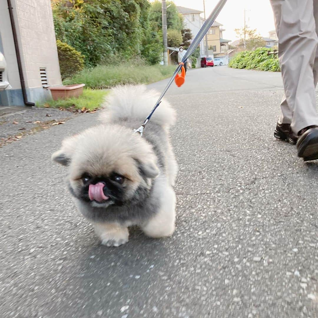 いぶそらさんのインスタグラム写真 - (いぶそらInstagram)「#お散歩  #tongue  #はしゃぎすぎた😝 #walk  ※ おじいちゃんと、おばあちゃんと、沢山お散歩してきた☺🐶🐾🐾 楽しかった〜💖 take a walk🥰」10月1日 19時59分 - ku_ibusora