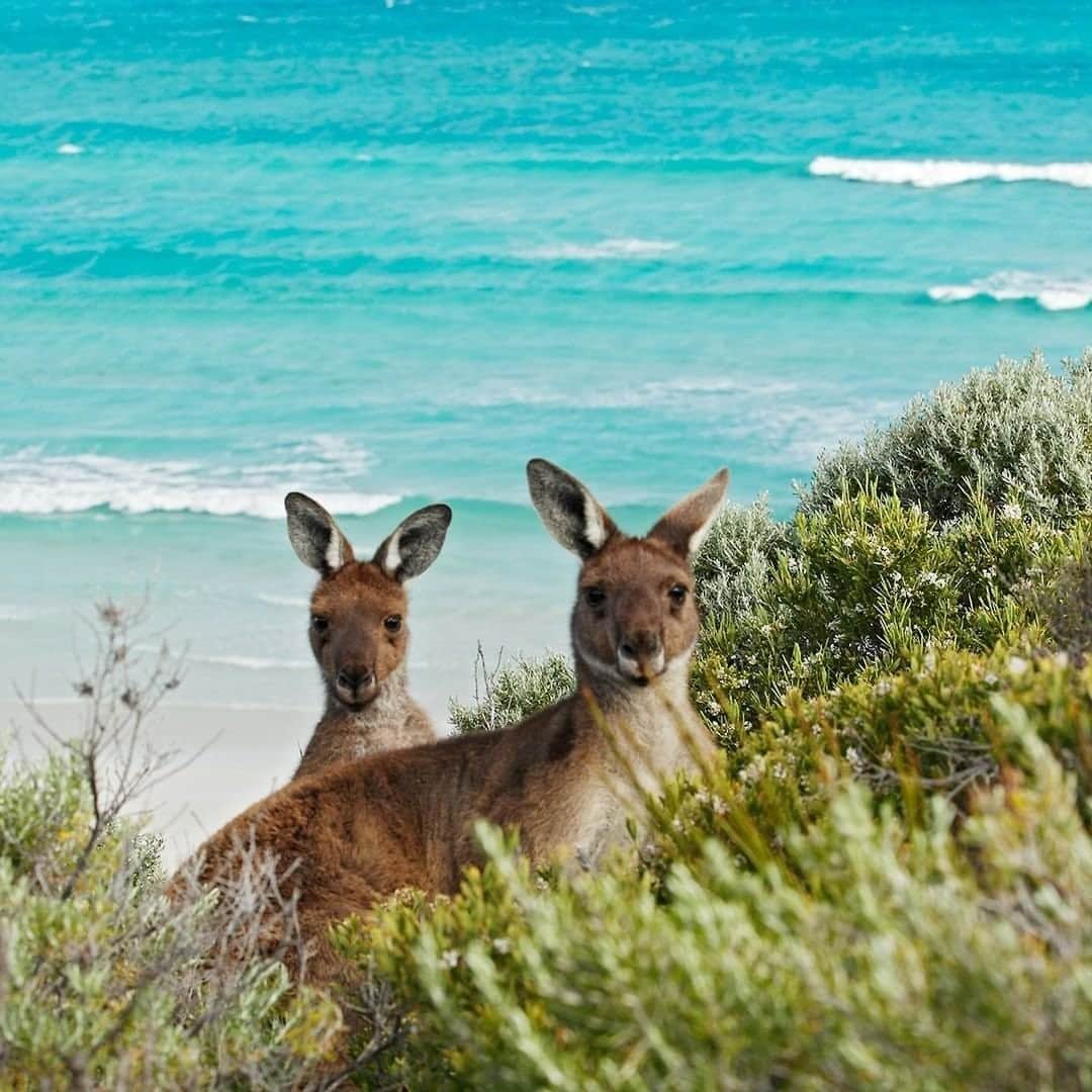 Australiaさんのインスタグラム写真 - (AustraliaInstagram)「The #CoffinBayNationalPark locals are pleased to report the surf is top-notch today! 👋🏼 @Richard.kozuszko enjoyed the stunning view with the resident wildlife when visiting this untouched piece of paradise in the @eyrepeninsula region of @southaustralia, around 45 minutes' drive from @port_lincoln. If wildlife spotting, four-wheel-driving and getting back to nature are your thing, then check out the link in our bio to see why the #Eyrepensinsula should be on top of your #bucketlist. #seeaustralia #seesouthaustralia」10月1日 20時00分 - australia