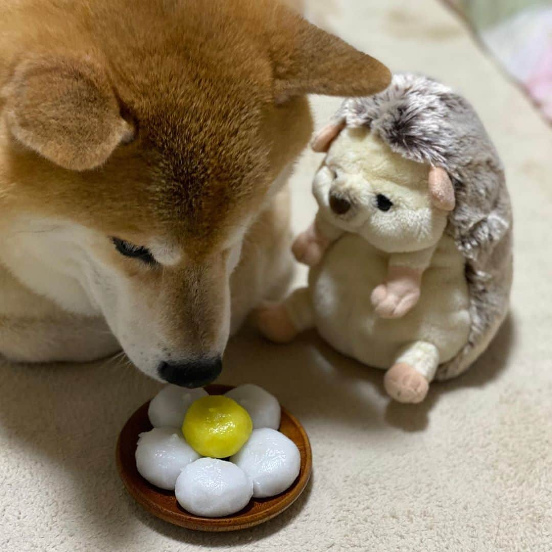 まる（まるたろう）さんのインスタグラム写真 - (まる（まるたろう）Instagram)「the harvest moon is in tonight✨🐶🌝✨みんなお空見上げてごらん #まるじゃないよ #お月様だよ #中秋の名月  #月が綺麗ですね #お団子をパパから守ってるの」10月1日 20時05分 - marutaro