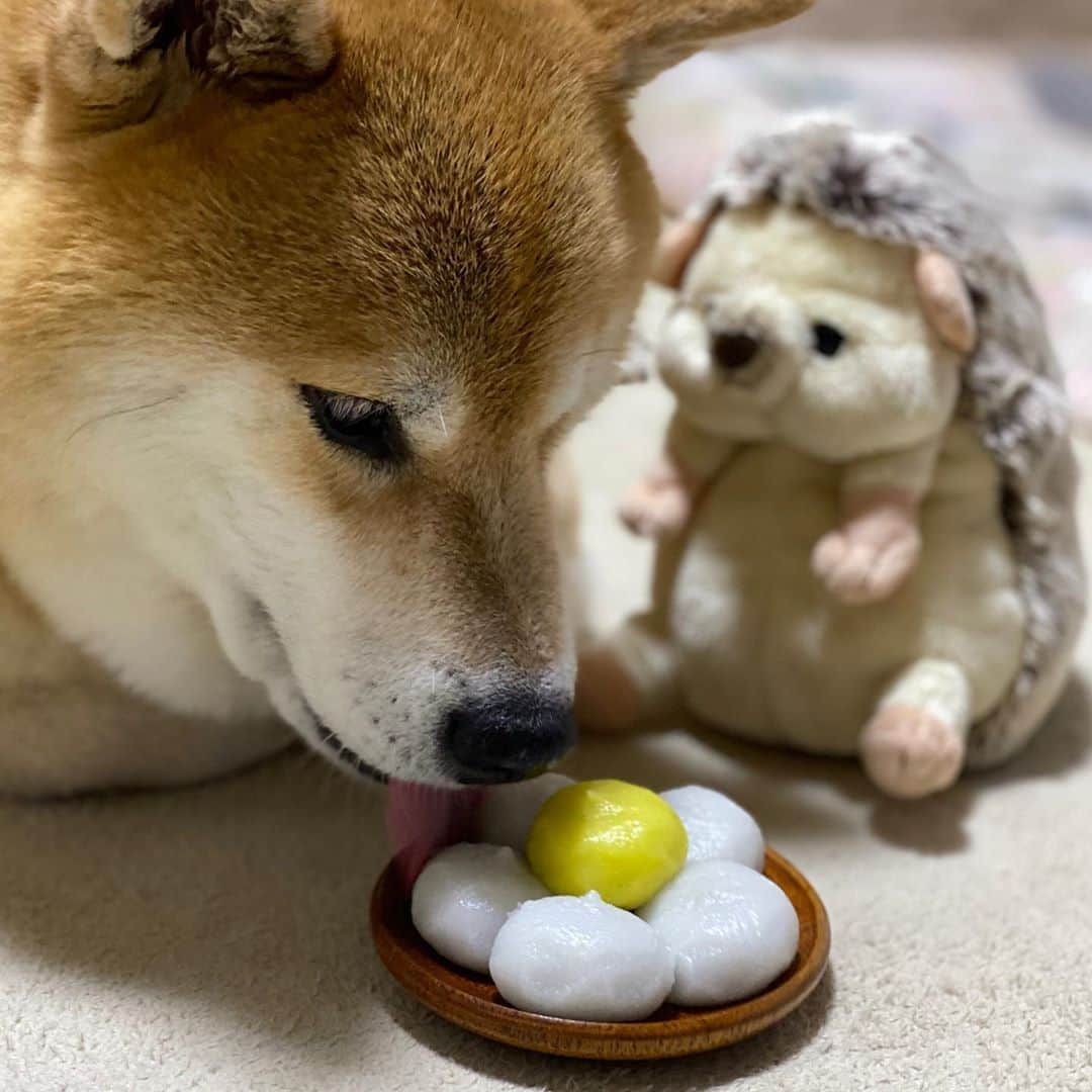 まる（まるたろう）さんのインスタグラム写真 - (まる（まるたろう）Instagram)「the harvest moon is in tonight✨🐶🌝✨みんなお空見上げてごらん #まるじゃないよ #お月様だよ #中秋の名月  #月が綺麗ですね #お団子をパパから守ってるの」10月1日 20時05分 - marutaro