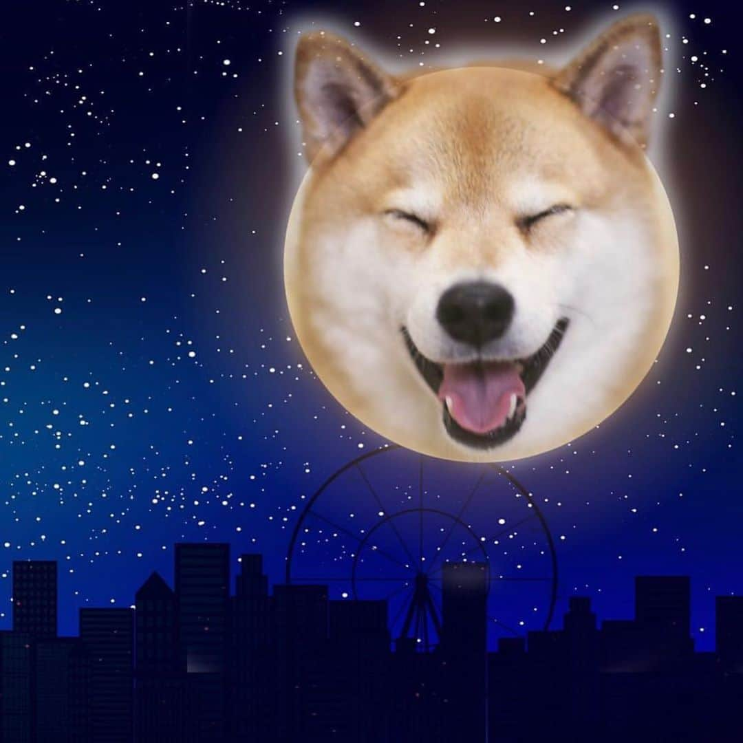 まる（まるたろう）さんのインスタグラム写真 - (まる（まるたろう）Instagram)「the harvest moon is in tonight✨🐶🌝✨みんなお空見上げてごらん #まるじゃないよ #お月様だよ #中秋の名月  #月が綺麗ですね #お団子をパパから守ってるの」10月1日 20時05分 - marutaro