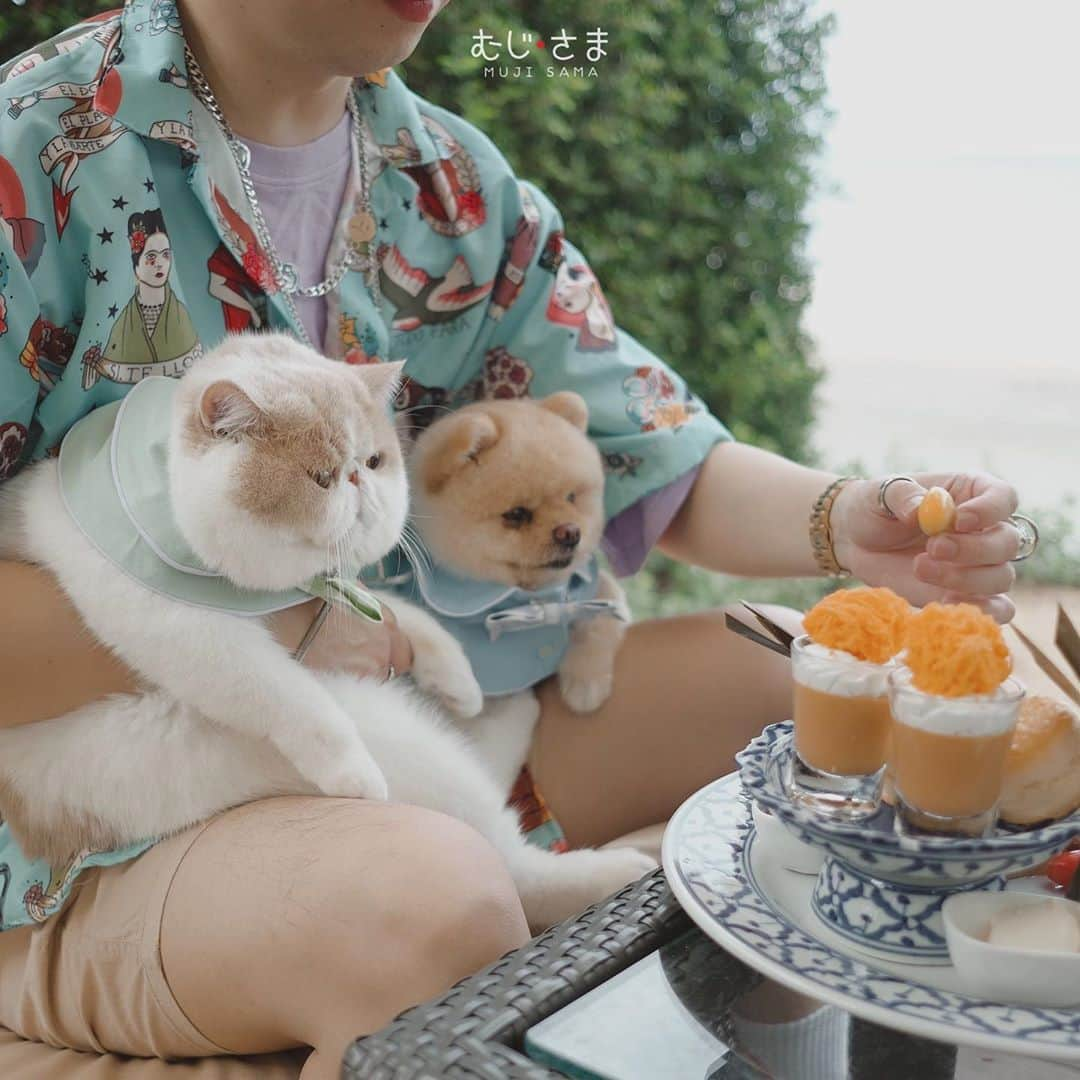 むじさまさんのインスタグラム写真 - (むじさまInstagram)「Low sugar please 🍧🍨🍦🥧🧁🍰🎂🍮🍭 #mujisama #mumaru」10月1日 20時18分 - mujisama