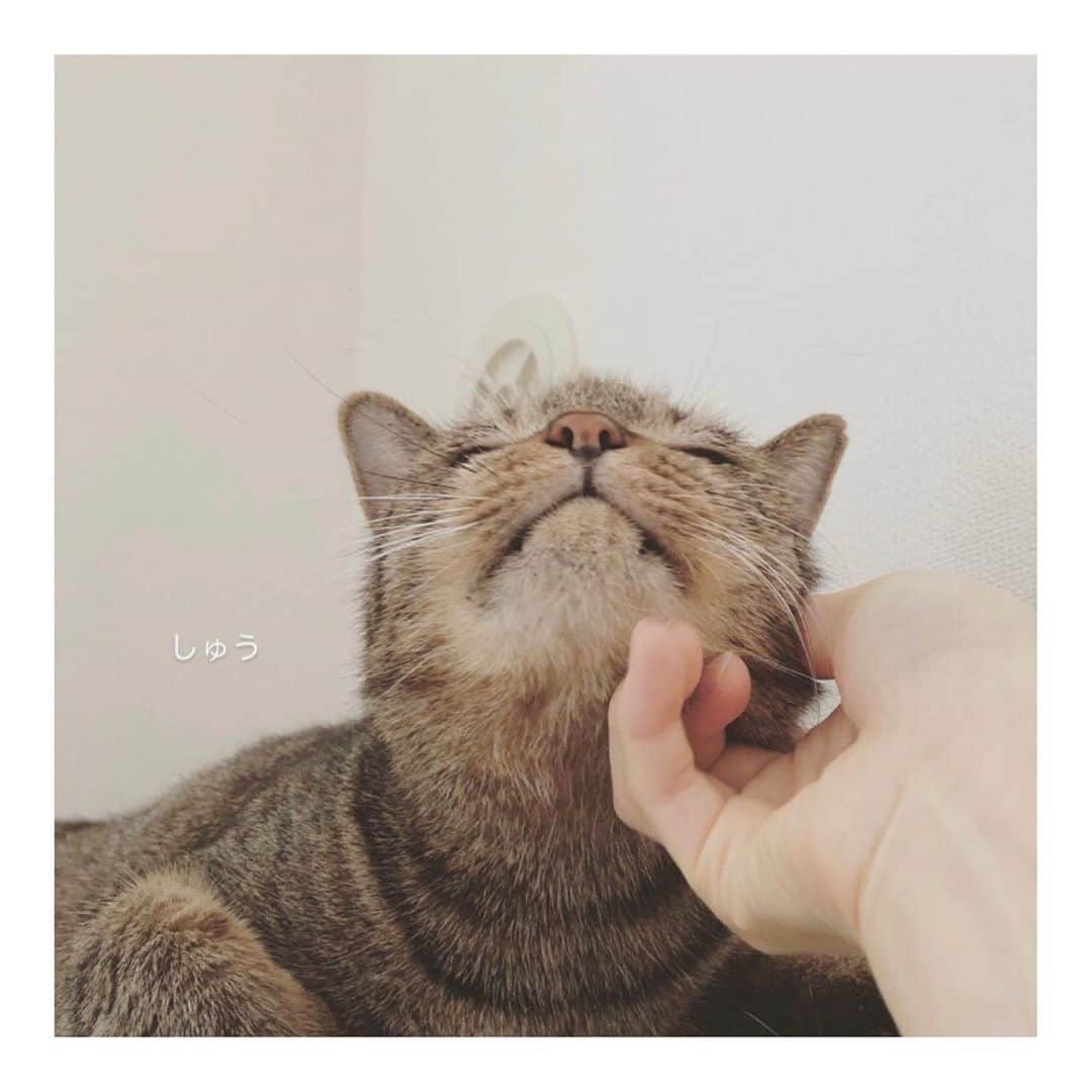 こむぎのインスタグラム：「* 9月末のこと 9/30しゅうくん、ちゃちゃ病院へ行ってワクチン打ってきました🤗 2人ともすごくいい子〜☺️ 大学病院で臼歯の全抜歯手術を受けた2人ですが、お口の中も赤みはあるものの、ご飯もモリモリ食べてヨダレや口周りの汚れもなし🙆‍♀️ すごく順調です😊 あとは未来のパパママに出会えるのを待つだけだね☺️✨ しゅうくんは距離感はあるものの、たまに寄ってくる時が堪らなく可愛い😍 ちゃちゃは甘えん坊さんになりました〜🤗  そしてそして、その前日ですが9/29は病院の先生に現場まで来ていただき、現場に残っている6匹のワクチン接種をしていただきました👏✨ 3枚目以降が現場の写真です😊 かもめくんが病院へ連れて行くのが不安だったのと、6匹を連れて行くとなるとかなり大変だったので本当助かりました😭 青井さんとお掃除をちゃちゃっと終わらせて、青井さんが持ってきてくれたキャンプ用のテーブルをセットして、とってもスムーズにできました🙏🏻 体重も測ったけどみんな少しずつ体重増えて良い感じです😊✨  何とか今年の間に残りの6匹を脱出させたいなぁと思っています😢 里親さんじゃなくても、預かりさんでも大丈夫です🙇🏻 どうかご協力いただけますと助かります〜🙇🏻🙇🏻🙇🏻  気がついたらもう10月…😭 今年もあと3ヶ月！！💦 現場の数はあと残り少し！！ 寒くなる前にどうかよろしくお願いしますー🙇🏻🙇🏻🙇🏻  あ、10月のほしいものリストを作成中です！ 毎月お願いごとばかりで申し訳ありませんが、そちらもどうかよろしくお願いいたします🙇🏻💦💦 #岐阜多頭崩壊レスキュー」