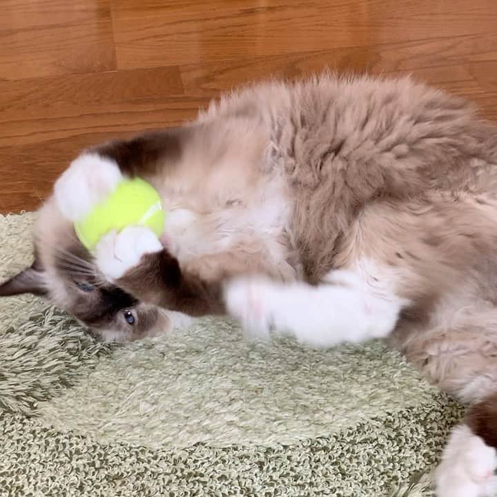 takegaeruのインスタグラム：「久しぶりのランちゃんマンモード😸 #cat #猫 #ragdoll #ラグドール #ホワイトポッチーズ」
