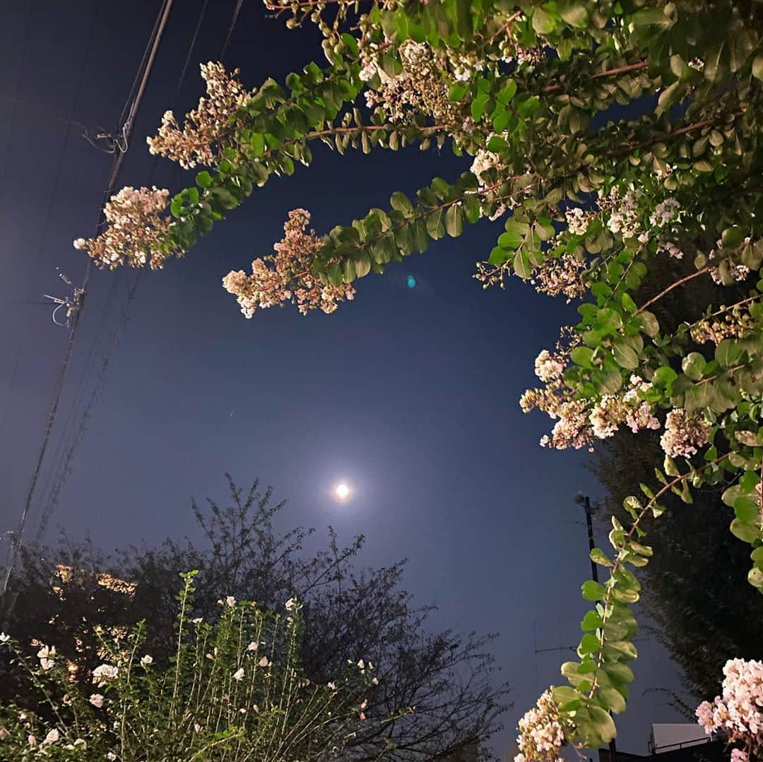 桜一花さんのインスタグラム写真 - (桜一花Instagram)「〜写真その一〜  お月見のデザートにエクレア買って食べたらこぼしたよ。とほほん。しかも食べ終わるまで気付かなかったぜ。 ご機嫌で食べたのに。びっくりぃー。笑  の写真。  〜写真そのニ〜  「百日紅と名月」の写真。  我ながらよう撮れた。  〜写真その三〜  先日そうさま（壮一帆さん）の舞台「BETRAYAL〜背信〜」を見てきた。  背信と題してるだけあり、言葉の裏の部分や、それに反して現れる人間という動物ならではの感情的な態度を見て、人間って面倒な生き物だなと思った。笑 まんまと芝居の世界に引き込まれたのだ。  そして何よりそうさまは美しかった。  の後に虎屋に行った。  という写真。  #桜一花  #壮一帆　さま #舞台 #美しすぎる #中秋の名月  #百日紅 #さるすべりって読めない よ #虎屋菓寮  #エクレア #こぼしまくった  #わろた」10月1日 20時44分 - sakuraichika_official