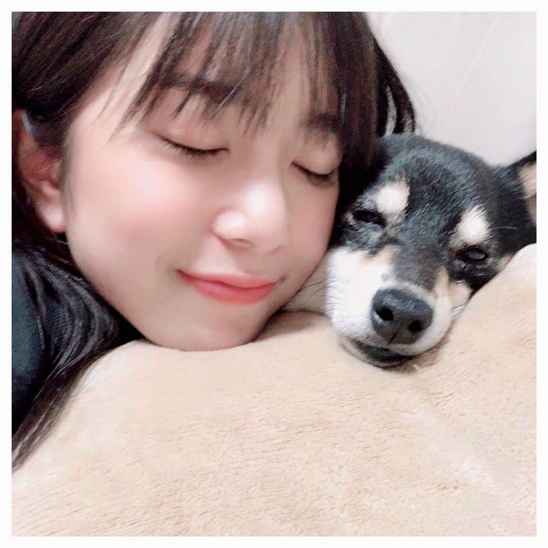 井上玲音さんのインスタグラム写真 - (井上玲音Instagram)「小夏🐶 ･ もうほぼ寝る寸前の小夏 ･ 可愛すぎていっぱい撮りました🧡 ･ ちゃんとカメラ目線。 ･ #小夏 #豆柴 #黒柴 #柴犬 #ねむい  #juicejuice #井上玲音」10月1日 20時57分 - rei_inoue.official