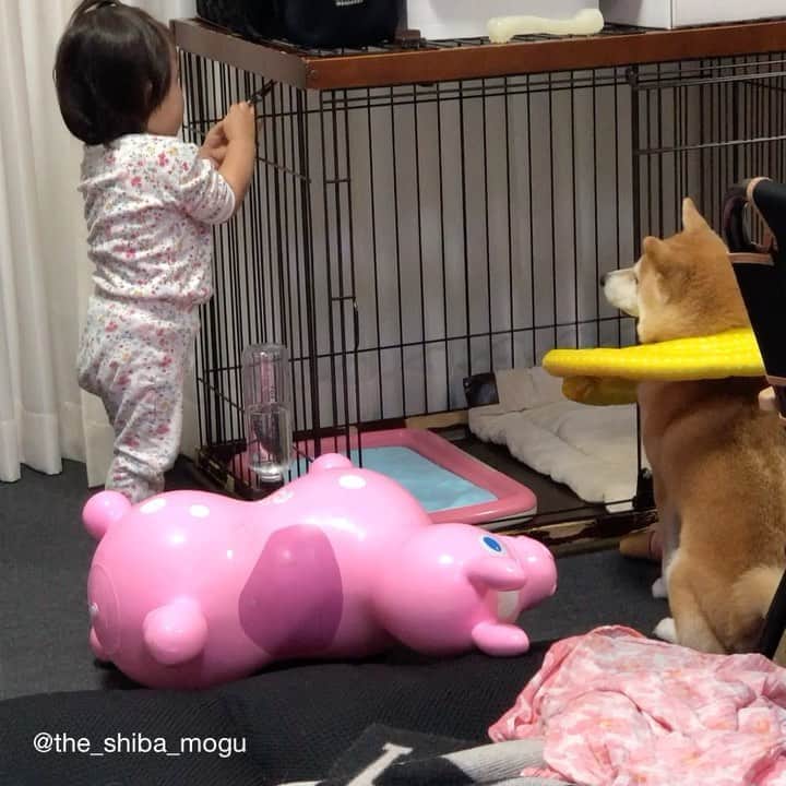 Moguのインスタグラム：「. ベビ子分も中々できる子になってきたなの。 #もぐの教育の賜物 #満足げな笑みを浮かべるベビ子分 . @the_shiba_mogu  #柴犬 #shibainu #shiba#赤柴 #redshiba#犬 #dog#しばいぬ#nannydog#犬と子供#子供と犬#柴犬と子供#柴#赤ちゃんと犬#犬と赤ちゃん#柴犬と赤ちゃん#赤ちゃんと柴犬#柴犬のいる暮らし#子守犬」