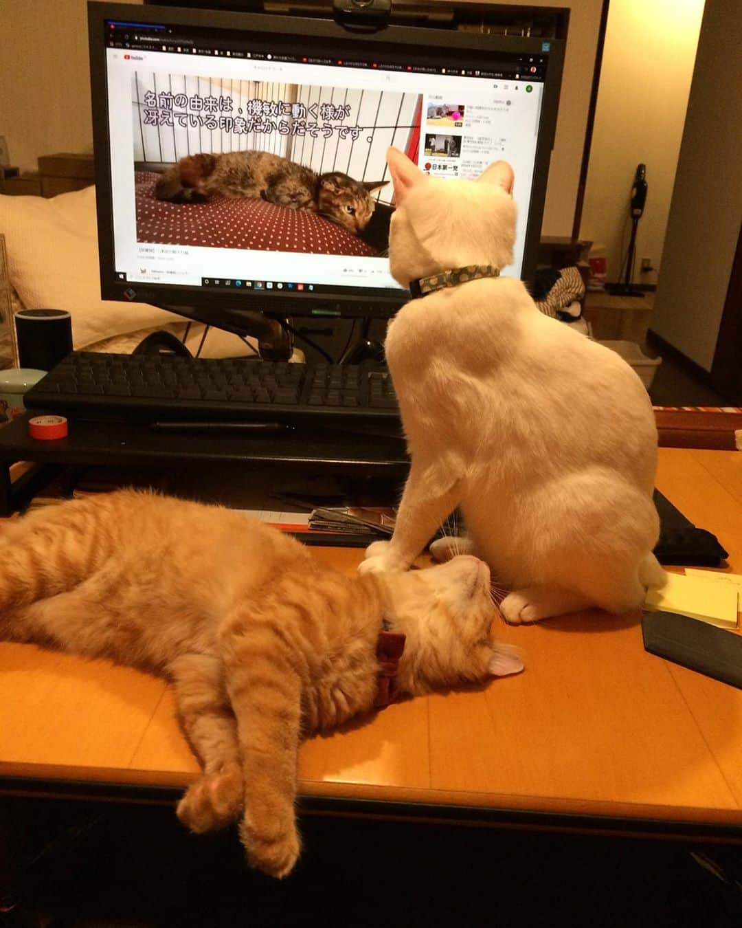 岡田屋鉄蔵のインスタグラム：「仕事明け。  猫達と観る猫動画。」