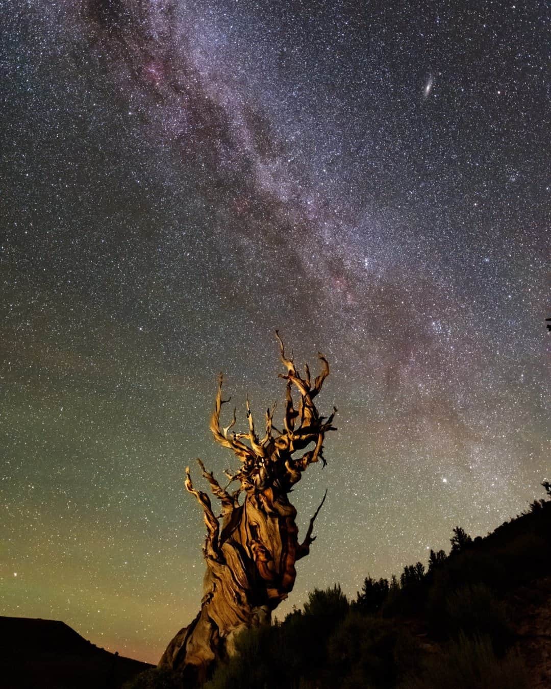 National Geographic Travelさんのインスタグラム写真 - (National Geographic TravelInstagram)「Photo by @babaktafreshi / On this dark, starry night in California's White Mountains, the Milky Way and our neighboring galaxy Andromeda (top right) appear above an ancient twisted bristlecone pine. I have immense respect for these trees. Each one keeps thousands of years of history, being one of the longest living life-forms on the planet. They grow at about 10,000 feet (3,000 meters) high. This particular one is frequently visited by travelers and some assume it's dead, which is not correct. I hope we all respect these impressive trees by staying on the trail and not walking on the soil around their fragile extended roots.  Explore more from the Earth to universe with me @babaktafreshi. #nature #stargazing #earth #twanight」10月1日 21時07分 - natgeotravel