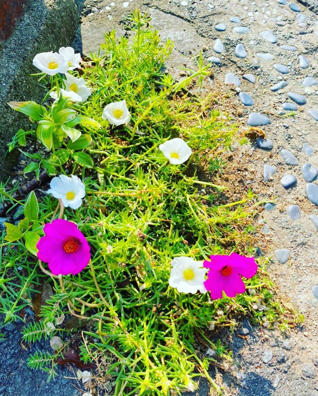 あびる優さんのインスタグラム写真 - (あびる優Instagram)「母方の実家から季節のお便りが、、☺️🍁 祖母が育てている、お庭の草花もすっかり秋💐✨ 今宵、中秋の名月🎑🌕🌾 みんなも見てるかな〜？🥺 癒されました😊 #moon#fullmoon#october#autumn#flowers#10月#10月1日#満月#中秋の名月#お月見#秋#草花#秋の花#素敵#ほっこり#癒し」10月1日 21時19分 - yuabiru74