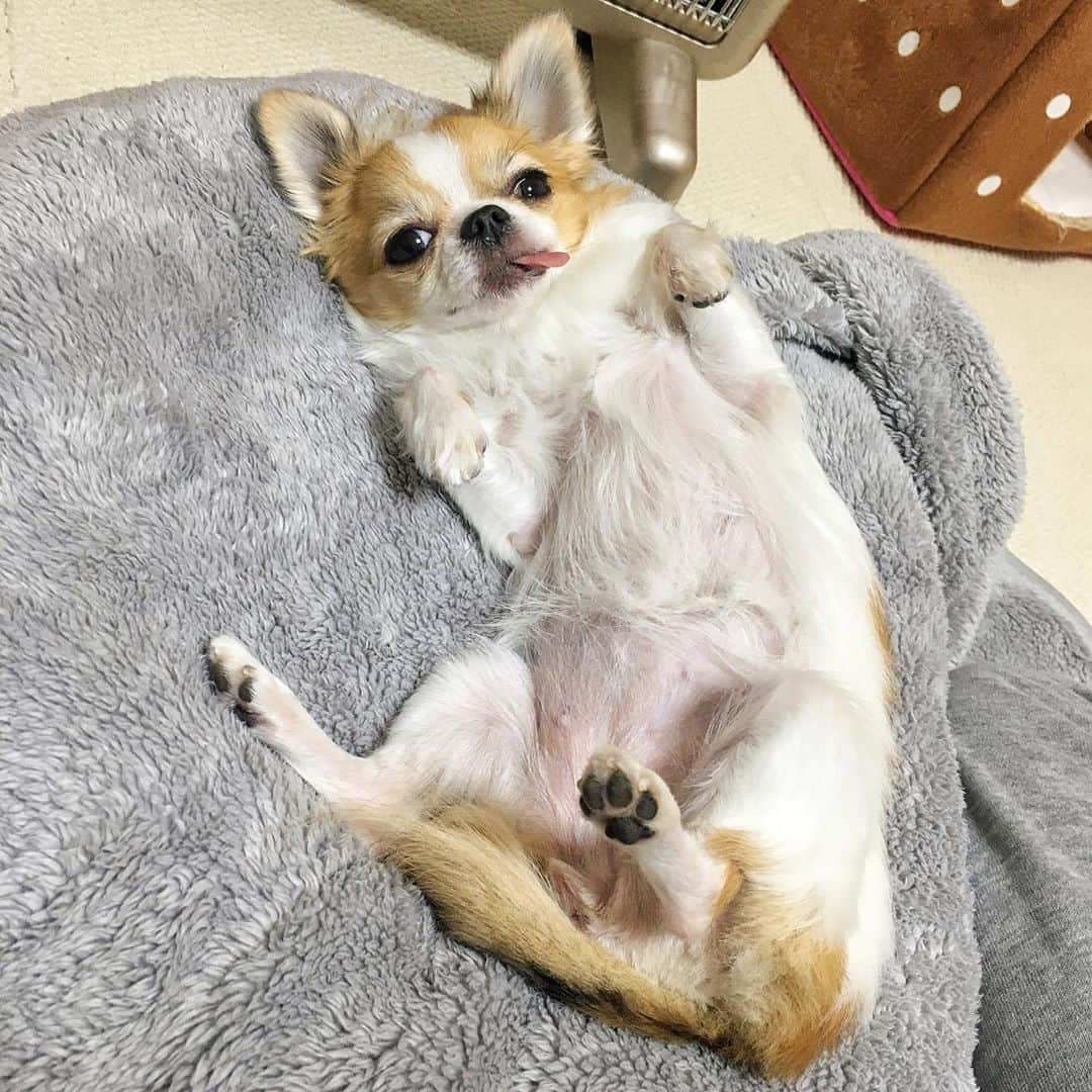 ちまさんのインスタグラム写真 - (ちまInstagram)「Sorry I made you wait!  Guys, how do you do?  I wish you good health.  I will resume Instagram activity.  Nice to meet you again.🐶❤️ ・ 転職してから暫くバタバタしておりましたが、インスタ本格的に復活します(今度こそ笑)🐶✨ なかなか時間が取れず、インスタ投稿も皆さんの投稿を拝見するのも疎かになっておりました💦 出張も多く、ちまにも寂しい思いをさせてしまった🥺 皆さま改めてよろしくお願いします🙇🏻‍♀️🙇🏻‍♀️🙇🏻‍♀️ ・ #chima #ちま #チワワ #chihuahua #ชิวาวา #PECOいぬ部 #WeeklyFluff」10月1日 21時31分 - chima.chihuahua