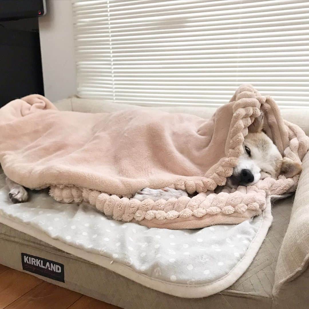 柴犬リリコのインスタグラム：「ベッドに寝そべりながらトップライトから覗く綺麗な月🌕を観賞中🐶🎑  #十五夜 #中秋の名月 #お月見」