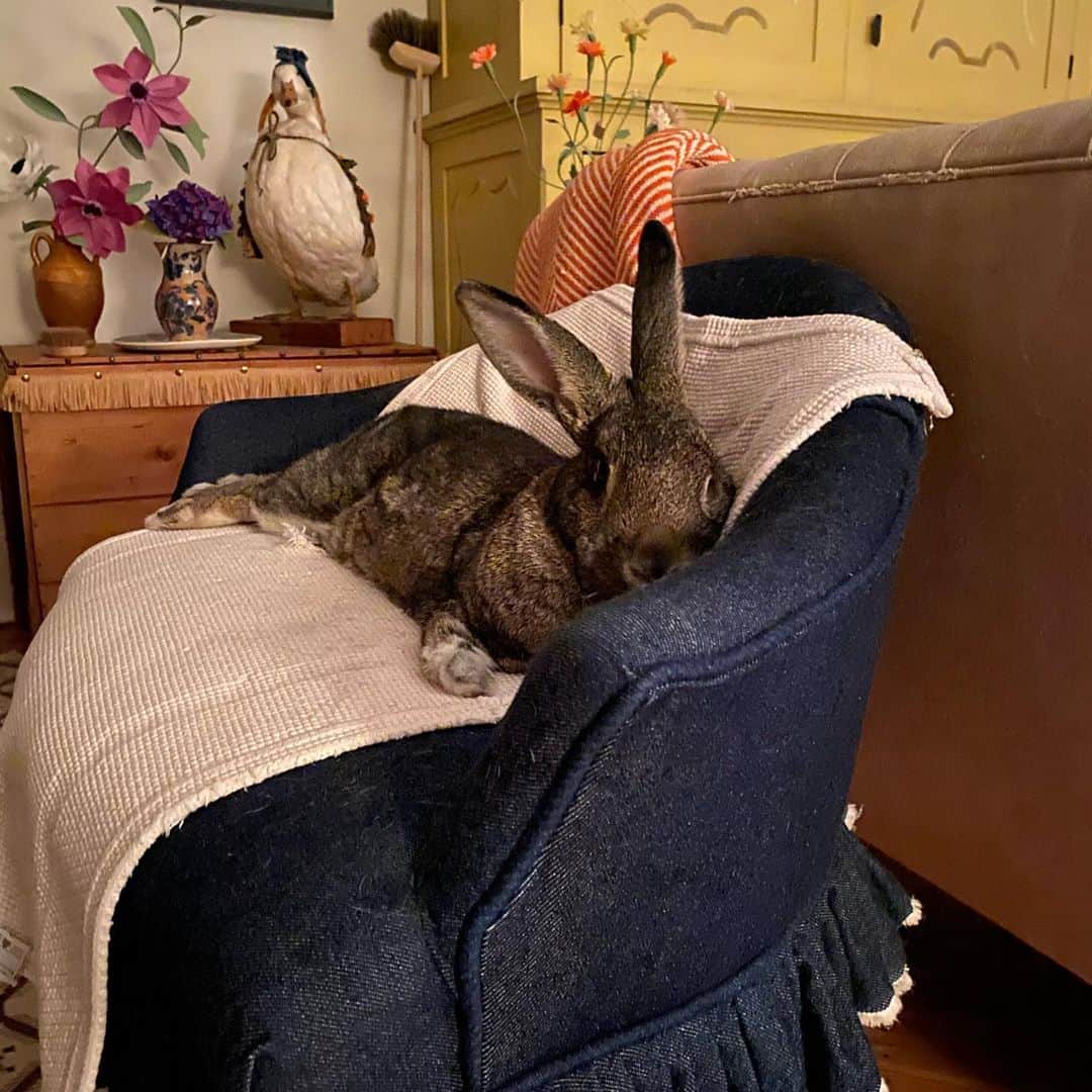 エイミー・セダリスさんのインスタグラム写真 - (エイミー・セダリスInstagram)「Rabbit rabbit Tina Bunny #rabbitrabbit」10月1日 21時34分 - amysedaris
