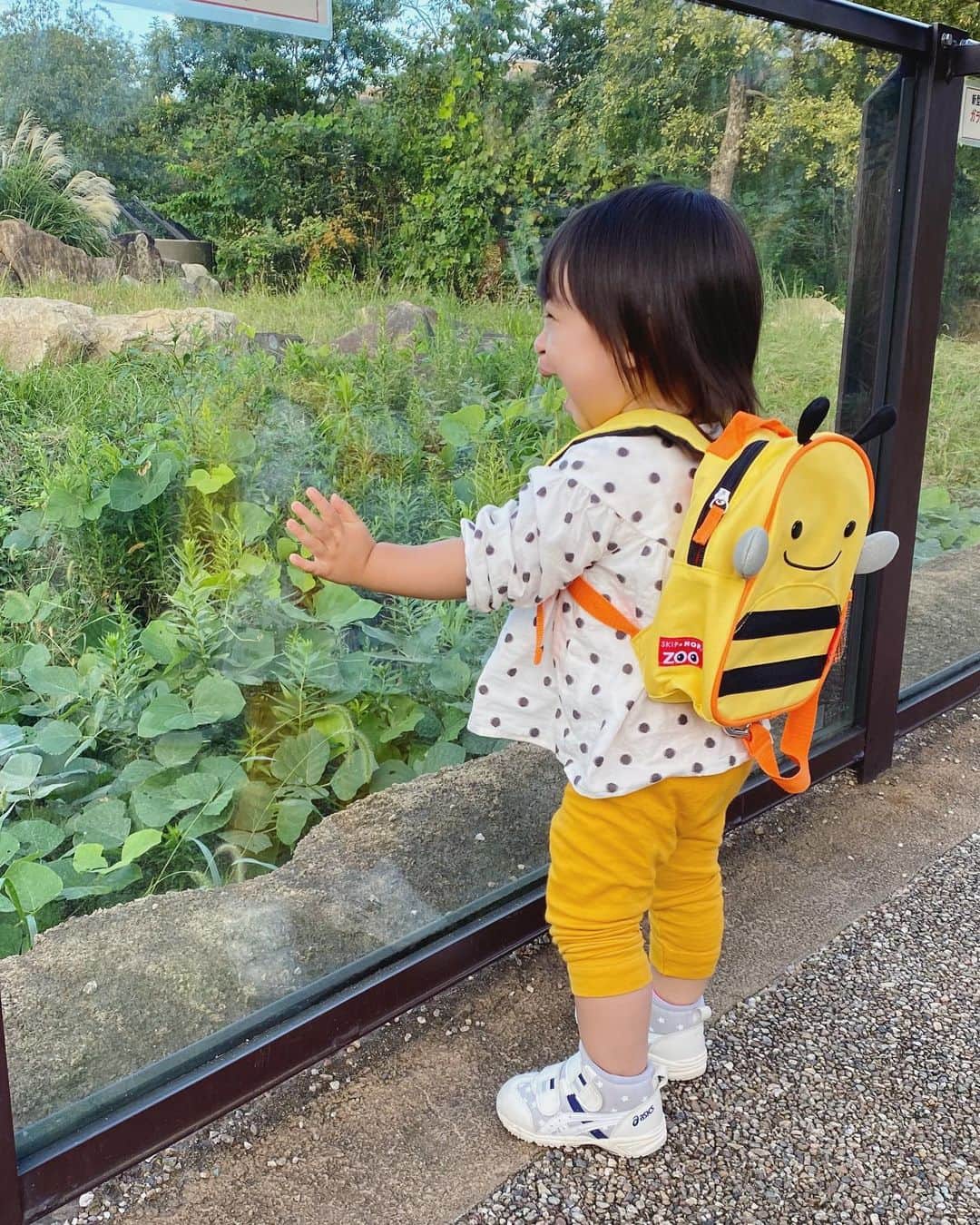 吉田早織のインスタグラム：「・﻿ 娘をずっと連れて行きたかった動物園🌳﻿ ﻿ ﻿ 動物みんなにこんにちはとバイバイをして楽しんでいました☺️💕﻿ ﻿ 入っていきなり大きなゾウ🐘がいたので初めは怖がっていましたが🤭﻿ ﻿ ﻿ すぐ走り出すからと目立つ格好をさせたけど﻿ 平日だったのでその必要は無いくらい空いていて安心✨﻿ ﻿ ﻿ 楽しんでくれたので 寒くなる前にまた連れて行ってあげたいな☺️﻿ ﻿ ﻿ ﻿ ﻿ ﻿ #ズーラシア #動物園 #zoo #1歳6ヶ月 #1歳6ヶ月女の子 #女の子」