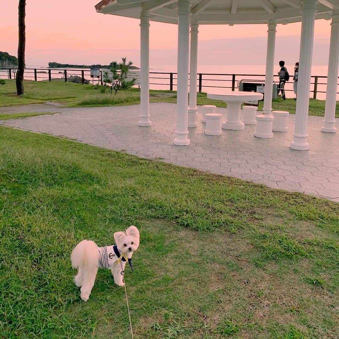 チャン・リーメイさんのインスタグラム写真 - (チャン・リーメイInstagram)「葉山での夕暮れ✨ ✴︎ ✴︎ マジックアワーは、 ✴︎ ✴︎ 神様からのプレゼントだね🎁 ✴︎ ✴︎ #大浜海岸 #葉山生活 #sunsetbeach  #愛犬とお出かけ」10月1日 22時18分 - limeichiang