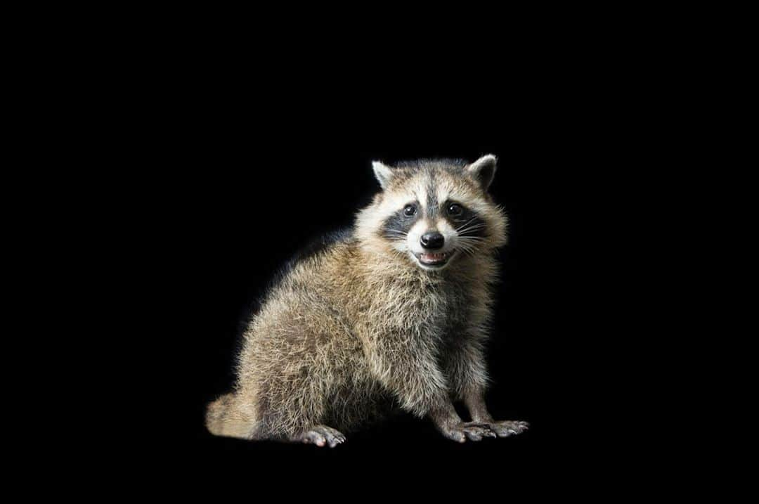 Joel Sartoreさんのインスタグラム写真 - (Joel SartoreInstagram)「Capable of getting into just about anything, raccoons have some of the most nimble hands seen in nature. In fact, this species was actually named for its skillful paws, with the word raccoon coming from the Powhatan word “aroughcun” - when translated, this means “animal that scratches with its hands”. While most animals rely on sight, scent, or sound to hunt, these mammals depend on their sense of touch to locate food. To heighten this sense, raccoons will do something called dousing, in which they wet their paws in order to stimulate nerve endings. Photo taken with a @nikonusa D4 @wildlife_rescue_team_inc. #NikonAmbassador #InternationalRacoonAppreciationDay #raccoon #juvenile #skilled #paws #masked #cute #PhotoArk #savetogether」10月1日 22時19分 - joelsartore