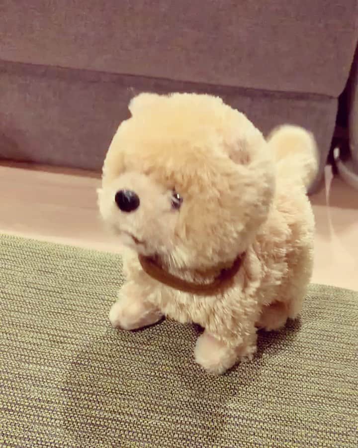 のインスタグラム：「次女の誕生日プレゼント🐶✨ じぃじとばぁばからいただきました👏  なんだよっ！ちょーカワイイじゃないかっ😆💕  名前は「ポメまる」だそうです。  犬飼いたくなってきたな・・・ 散歩係は俺になるんだろうけど🦮🏃‍♂️💨  次女は一緒に寝ました😪🐶💤 . . #次女 #誕生日プレゼント #ポメまる #飼うのか ？ #飼っちゃうのか ！？  俺はきっと #散歩係」