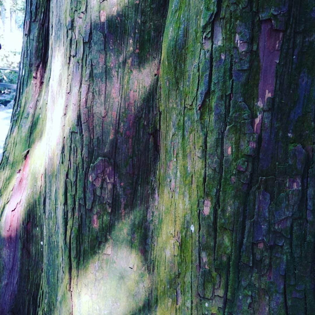 谷口キヨコさんのインスタグラム写真 - (谷口キヨコInstagram)「お伊勢さんです。こちらは外宮。木も空も気も、本当に清々しい素晴らしいところです✨☀️ ありがとうございます。 #伊勢神宮  #外宮  #伊勢  #清々しい  #谷口キヨコ  #きよぴー  #日帰り旅行」10月1日 22時33分 - kiyokotaniguchi