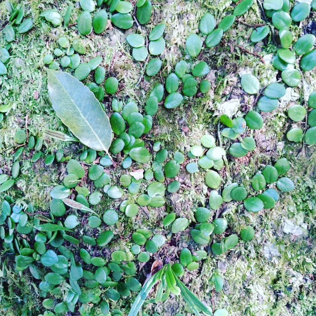 谷口キヨコさんのインスタグラム写真 - (谷口キヨコInstagram)「お伊勢さんです。こちらは外宮。木も空も気も、本当に清々しい素晴らしいところです✨☀️ ありがとうございます。 #伊勢神宮  #外宮  #伊勢  #清々しい  #谷口キヨコ  #きよぴー  #日帰り旅行」10月1日 22時33分 - kiyokotaniguchi