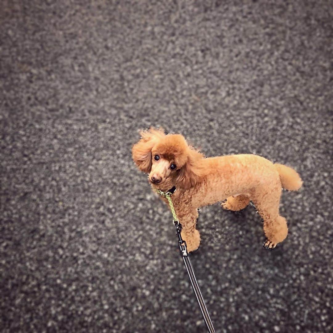 石田 祥子さんのインスタグラム写真 - (石田 祥子Instagram)「家族の誰よりも サロンに通ってる🐶 . . #お犬様ファースト #犬のいる暮らし  #priceless  . . . ♡♡♡」10月1日 22時24分 - shoko_ishida