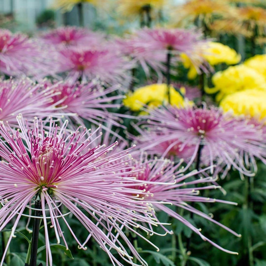 ニューヨーク植物園さんのインスタグラム写真 - (ニューヨーク植物園Instagram)「See the culmination of meticulously trained kiku as fall emerges at NYBG. . Don’t miss a spotlight on kiku displays in and around the Enid A. Haupt Conservatory and Leon Levy Visitor Center, featuring Japanese chrysanthemums that have been expertly trained over the past 11 months into modern and ancient styles such as ogiku (single stem), kengai (cascade), and ozukuri (thousand bloom). Seasonal chrysanthemums, in warm, rich colors, complement this must-see spectacle. Hit the link in our bio to learn more about this event starting Saturday, October 3. . #Chrysanthemum #kiku #plantlove #AllInNYC」10月2日 4時22分 - nybg