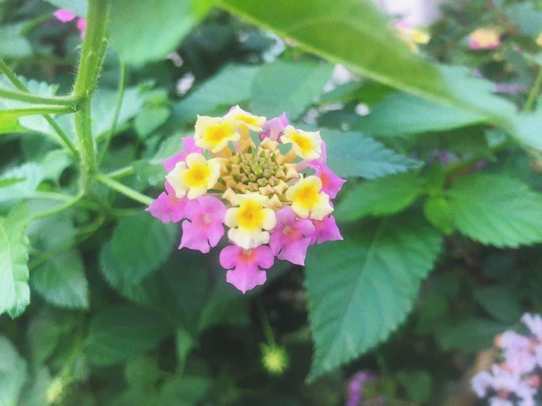 山本夢さんのインスタグラム写真 - (山本夢Instagram)「可愛い。。  #10月 #flowers  #コスモス #以外は名前わからんけど」10月1日 22時52分 - yume_yamamoto_ue