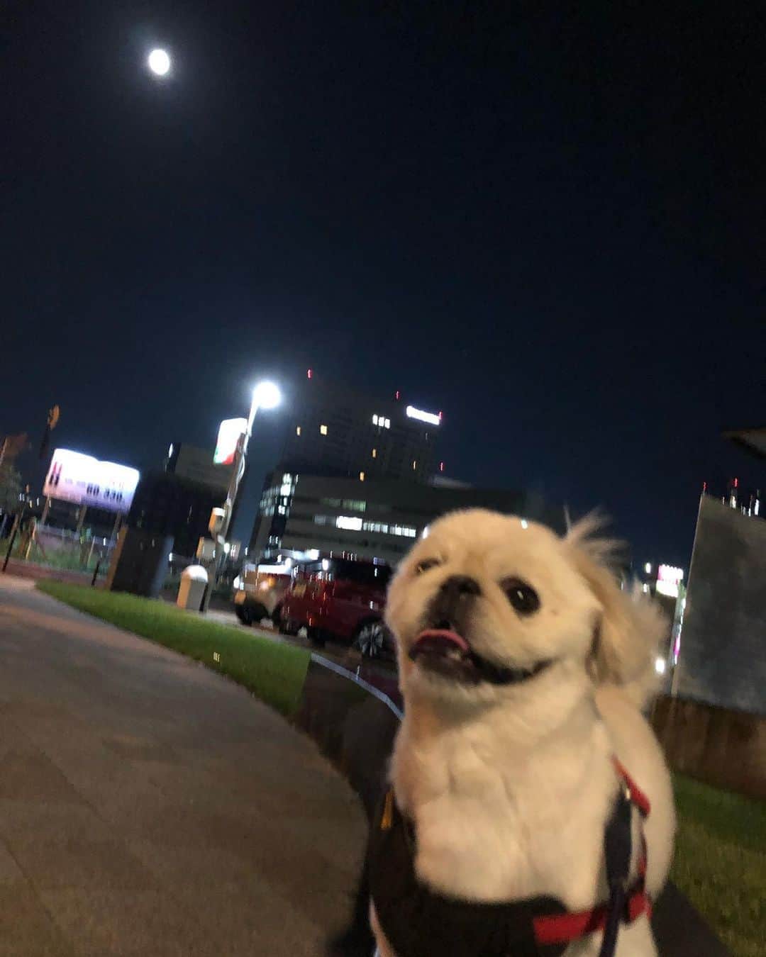 有田優理香のインスタグラム：「#中秋の名犬 🐶🍡」