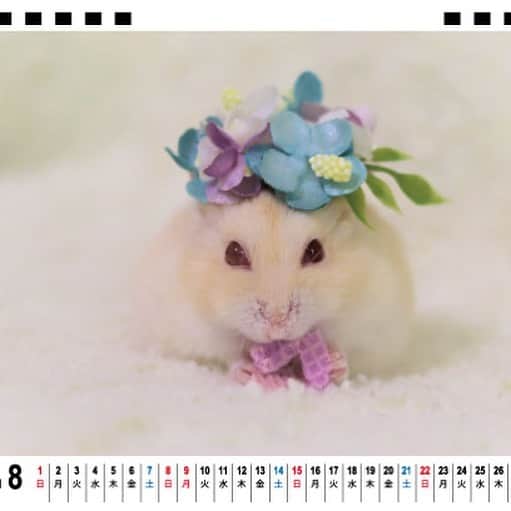 hamster_mocoさんのインスタグラム写真 - (hamster_mocoInstagram)「カレンダー予約販売のお知らせ🐾 ･ 毎年ご好評頂いております「asahis smallanimal calendar」2021年度版の予約販売が開始致しました✨ ･ 大人気のクールなイケハムふくくん、もふもふ妖精のキミちゃん、チンチラのちむくん @chimu_chinchilla  お空のミチくん がそれぞれの月に賑やかに登場します💫 ･ サイズは180mm×145mmの卓上カレンダーです。 1冊 >>>>1.080円(送料無料です👍✨) ※今年は卓上サイズのみの販売となり、壁掛けカレンダーの販売はございませんのでご注意くださいませ🥺🙌🏼 ･ 🐹【カレンダー予約販売サイト】 https://asahi-ham.stores.jp/items/5f73f4194b083961a077e8c6  🐹【ANISTAR総合サイトカテゴリ】（アマゾンペイが使えます） https://anistar.shop/?category_id=5d930e42220e7515b0e9d8af ･ 私のプロフィール欄にも販売サイトのリンクが貼ってありますのでそちらからもご予約が可能です☺️💫 ･ 来年も沢山の方に癒しをお届けできますように✨との願いと想いが詰まったカレンダーとなっております😌🍀 ･ 2021年度版は初めての卓上カレンダーです😳✨ コロナで在宅ワークやデスクワークが増えているご時世。ぜひデスクの隅に置いていただき、疲れた時に見てホッとひと息癒されて頂けたら嬉しいです🥰🐹🐭✨ 2020.10.1 ･ #ハムスターふく#ハムスターキミ#ハムスターミチ#チンチラちむ#ハムスター#ジャンガリアンハムスター#ジャンガリアン#ふわもこ部 #モフモフ#ペット#ハムスタグラム #hamster#djungarian#hamstagram#hammy#happy_pets#PET_OF_OUR_WORLD#igersjp#ig_japan#instapet#weeklyfluff#kawaii#cute#仓鼠#정글리안#햄스터#9gag」10月1日 23時03分 - asahi.fl