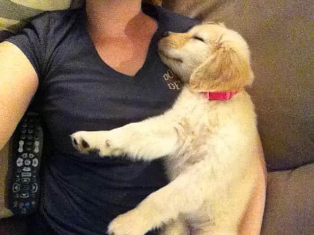 モヒートさんのインスタグラム写真 - (モヒートInstagram)「#tbt baby puppy snoozes. I still like to cuddle mommy this way but she says it’s a little different with full grown puppies 😂 #puppy #throwbackthursday #puppiesofinstagram #goldenretriever #dogmom #cuddle #adorable #love #doggo #goldensofig」10月1日 23時05分 - mojito_rose_family