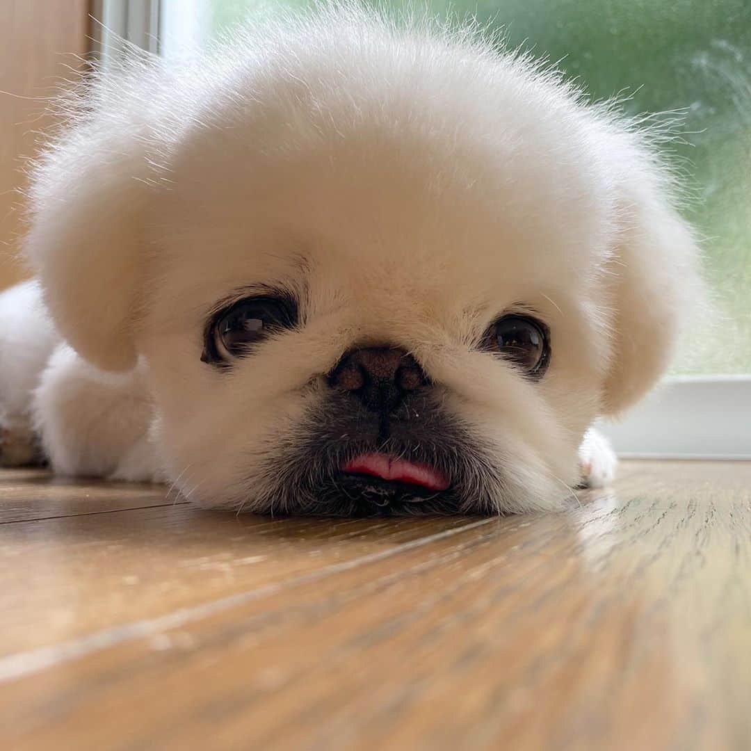 こなつのインスタグラム：「♡♡♡ぐっどnightもふもふ♡♡♡」