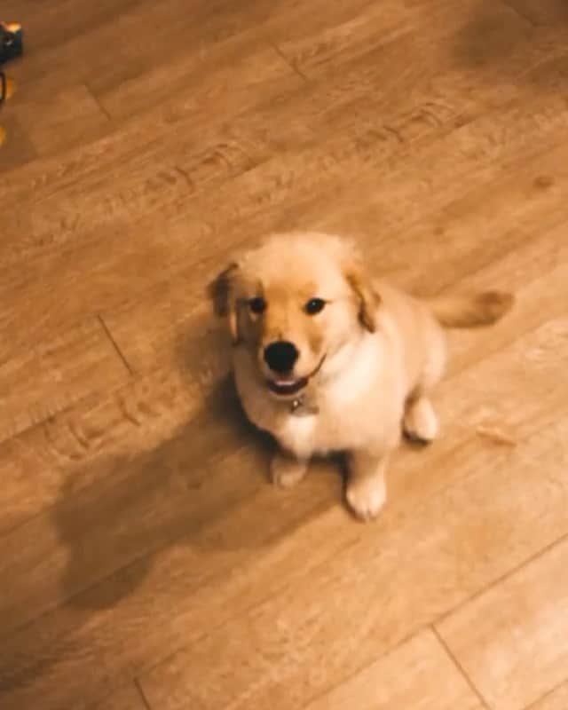 DogsOf Instagramのインスタグラム：「“Most dramatic doggo award 🏆” writes @niceboynash   #dogsofinstagram」