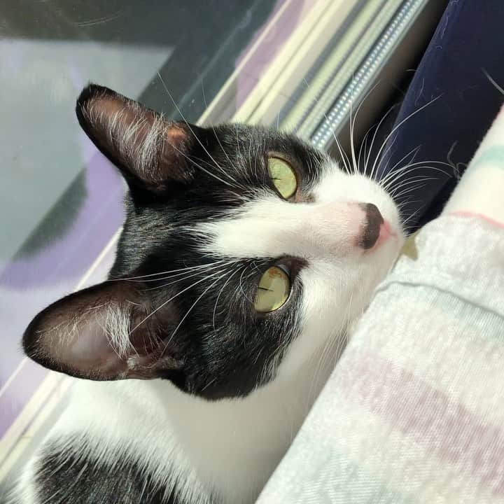 ぽんずのインスタグラム：「秋の日差しの中… 突進。笑  #ねこ#猫#cat#猫好き#親バカ#はちわれ#ハチワレ#はちわれ猫#ハチワレ猫#白黒猫部#にゃんすたぐらむ#ilovecat#猫大好き#うちの猫自慢#白黒猫 #我が家のぽんずくん #ちゅーちゅー妖怪」