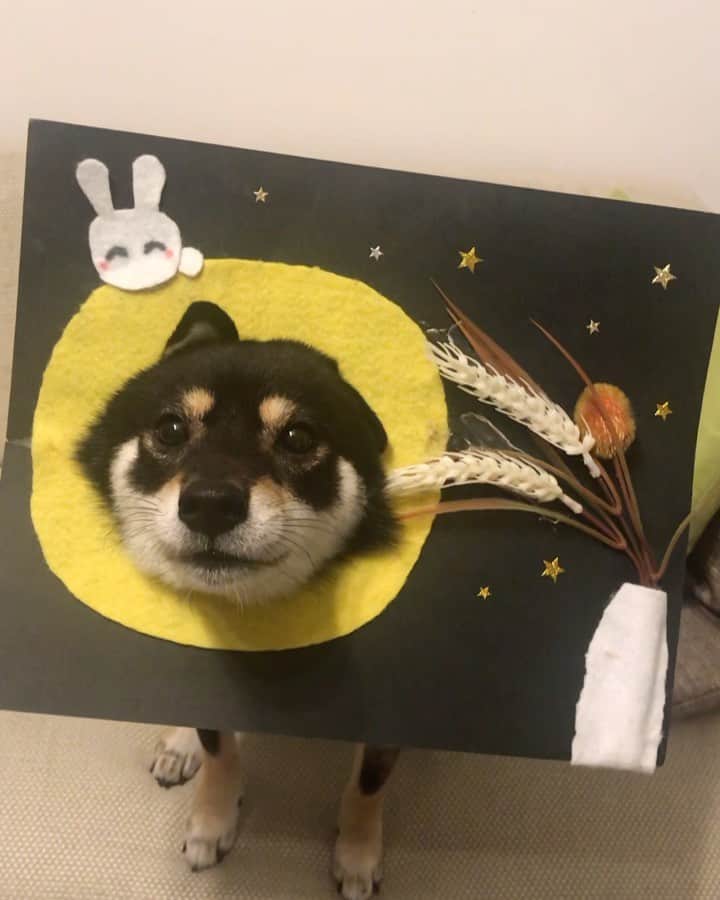 まめ丸のインスタグラム：「* 【 #はめ丸 シリーズ　お月見🌕】 今日は『じゅうごや』なんだって🐶💓 みんなはお月さま、みれたかなー🐶❓ * Today is “Otsukimi” in Japan🐶 Otsukimi is a seasonal festival to enjoy the moon. I'm moon🐶💓 🌟#mamemaruscosplay No.21🌟moon🌝🌟 * #おやつがほしいお月様 #花より団子 #まめ丸お月見 🎑 * #柴犬#豆柴#柴#黒柴#犬#しばいぬ#shiba#shibainu#shibalove#shibastagram#puppy#instadog#dogstagram#dogsofinstagram#dog#petstagram#shibapuppy#doglover#shibalovers#dailyfluff#dogoftheday#moon#十五夜#お月見#まめ丸何の日シリーズ」