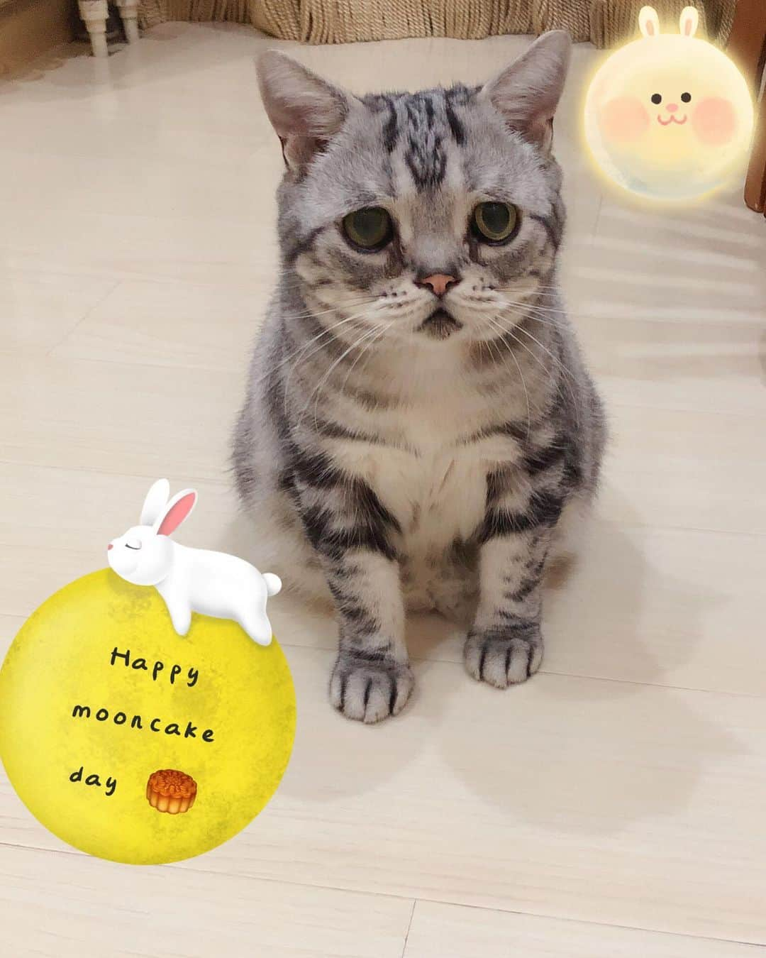 ルフさんのインスタグラム写真 - (ルフInstagram)「#luhu:”Happy Mid-Autumn Festival!!!And today is China’s national day,we have 8 days official vacation 🥳🥳🥮🥮🦀️🦀️🐾🐾🍾️🍾️” - - #cat #sadcat #angel #adorable #lovely #mooncake」10月1日 23時32分 - lanlan731