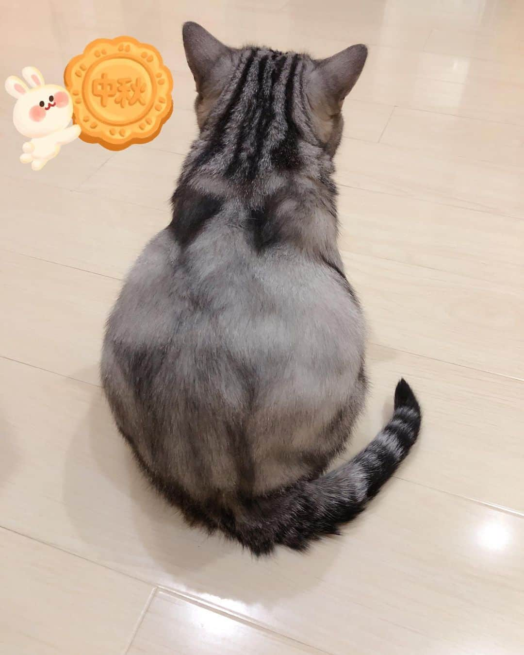 ルフさんのインスタグラム写真 - (ルフInstagram)「#luhu:”Happy Mid-Autumn Festival!!!And today is China’s national day,we have 8 days official vacation 🥳🥳🥮🥮🦀️🦀️🐾🐾🍾️🍾️” - - #cat #sadcat #angel #adorable #lovely #mooncake」10月1日 23時32分 - lanlan731