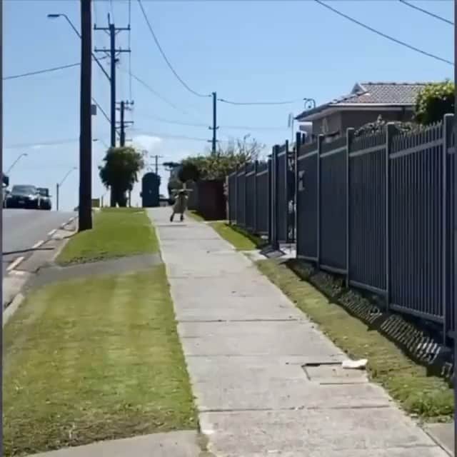 エリン・アンドリューズのインスタグラム：「Copied from @quinnmurphy THIS IS MY ABSOLUTE NIGHTMARE!!!!! This is me walking my dog during crow mating season. They are nuts. Birds scare the hell out of me! @stolly28 @nthompson44 @sydneykthompson_ @kendraandrews @jacquick24 @quacks32」