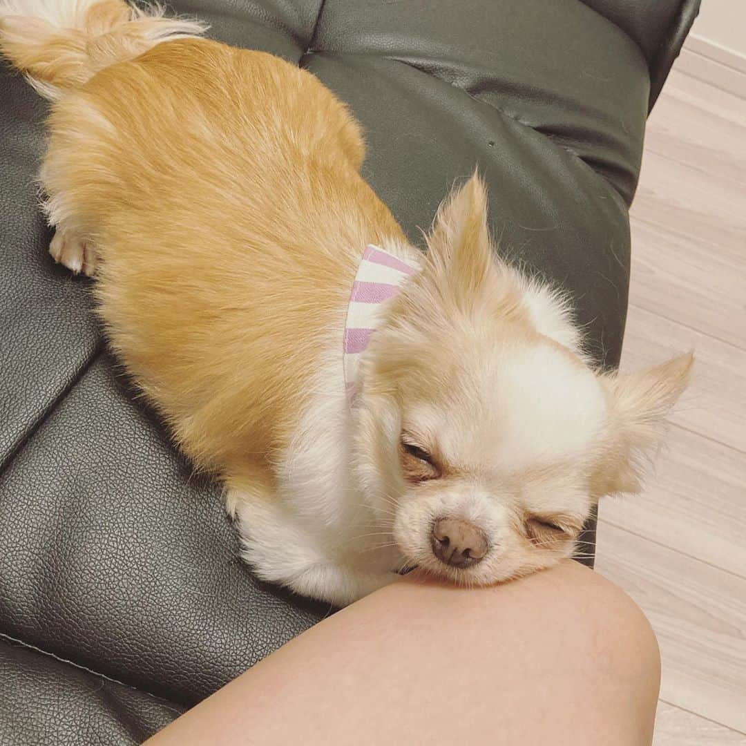 青山愛菜さんのインスタグラム写真 - (青山愛菜Instagram)「え、あたちは？ って言ってる🥺 #きなこ　#chihuahua #ロングコートチワワ」10月2日 0時10分 - ainamnsl