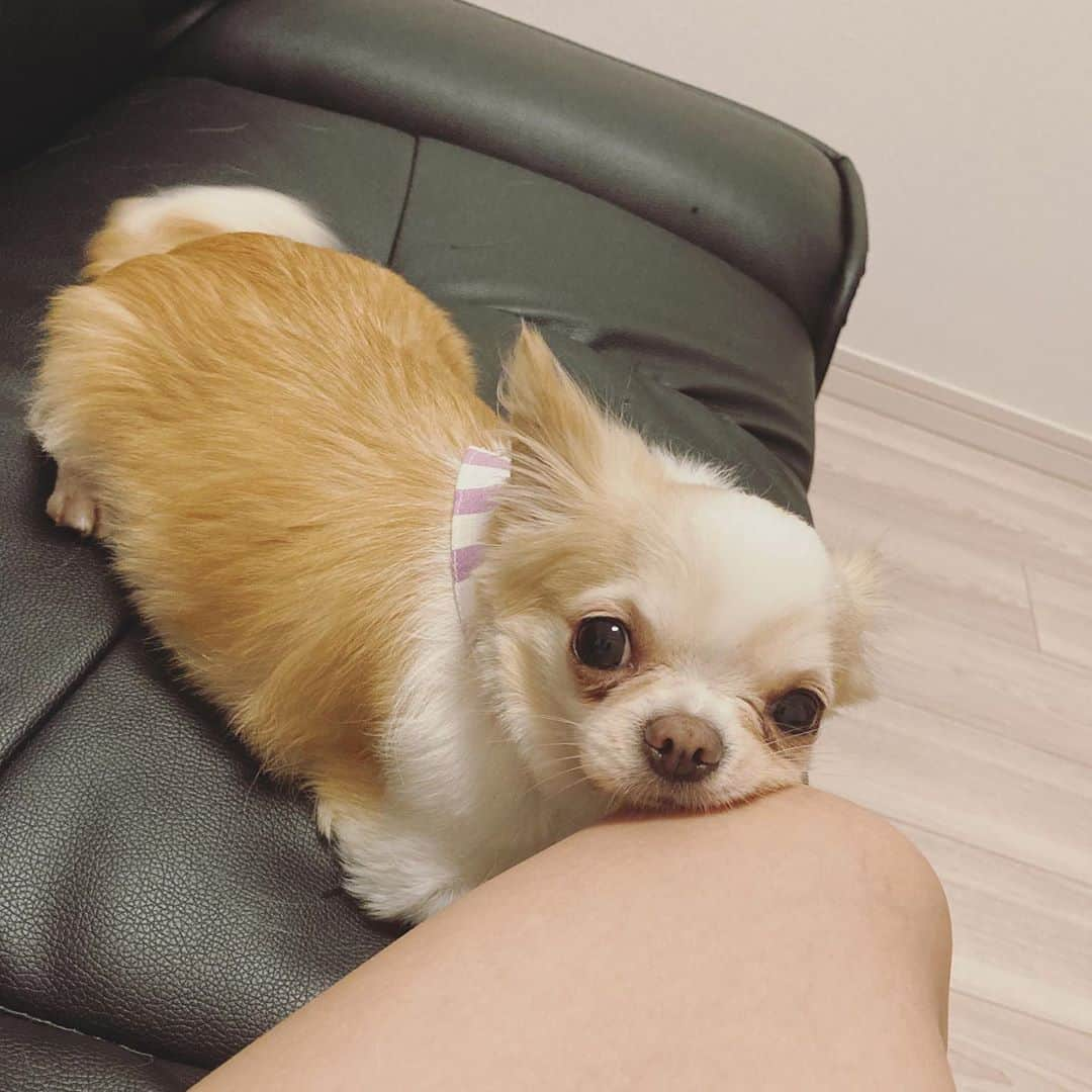 青山愛菜さんのインスタグラム写真 - (青山愛菜Instagram)「え、あたちは？ って言ってる🥺 #きなこ　#chihuahua #ロングコートチワワ」10月2日 0時10分 - ainamnsl