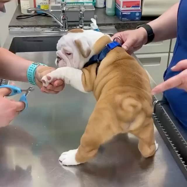 Bodhi & Butters & Bubbahのインスタグラム：「Wiggle wiggle 💗  . . . . . #bulldog #wigglebutt #cute #smile #thursday #motivation #laugh #positivevibes #puppylove #dogsofinstagram #dog #life #baby #funny 💗 @thecadburytails」