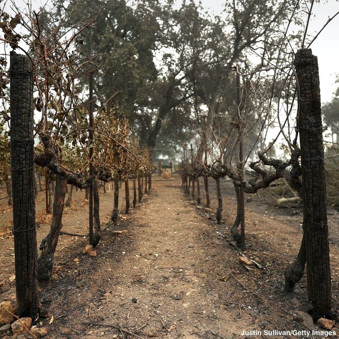 ABC Newsさんのインスタグラム写真 - (ABC NewsInstagram)「Charred bottles, burnt golf carts litter the landscape as the Glass Fire rages through California's Napa Valley, forcing tens of thousands of evacuations. #glassfire #wildfires #california #napa #napavalley」10月2日 0時51分 - abcnews